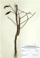 藏品(硃砂根)的圖片